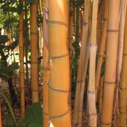 Bamboo Phyllostachys aurea H